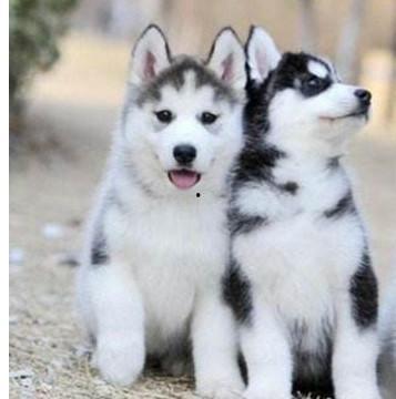 二哈吃瓜娱乐,揭秘娱乐圈那些不为人知的幕后故事